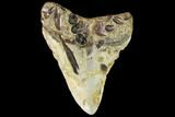Fossil Megalodon Tooth - North Carolina #109536-2